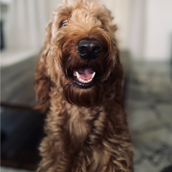 Meet your posher, Sheila - Picture 8 of 9